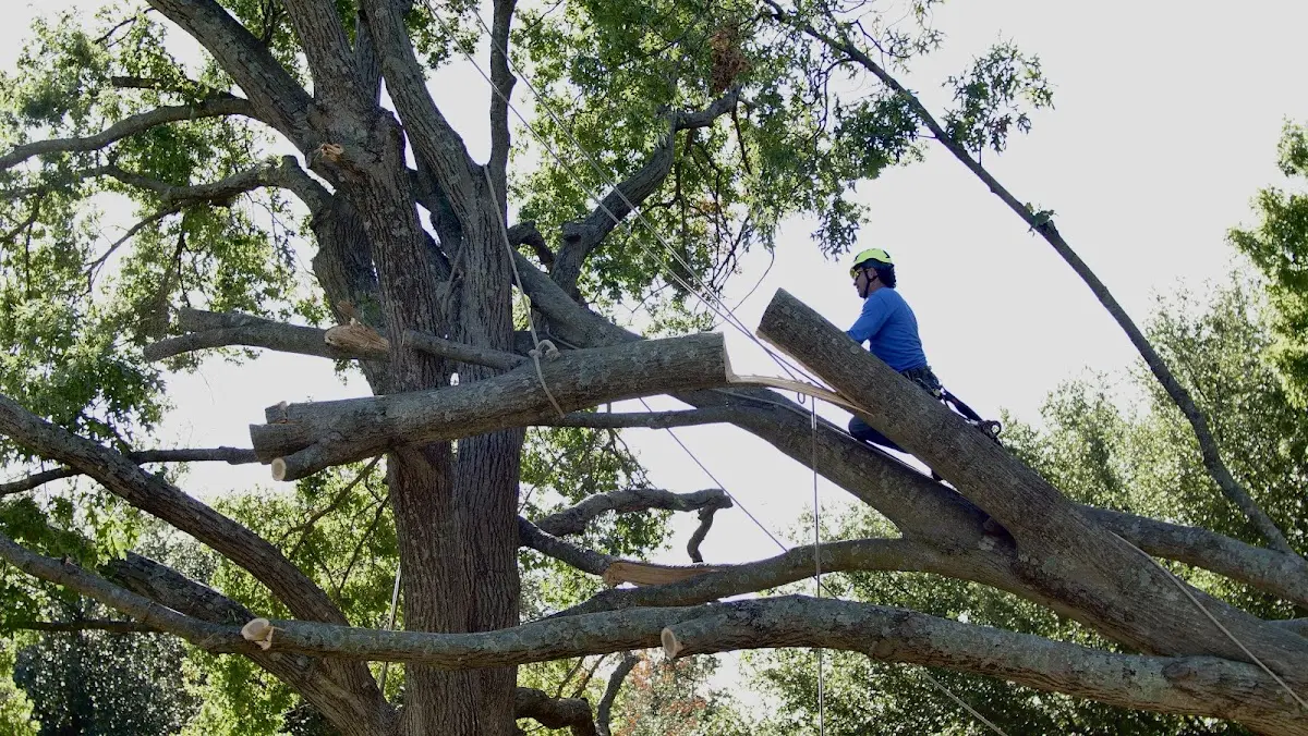 Professional Crown Thinning performed by certified arborists in Bluffton